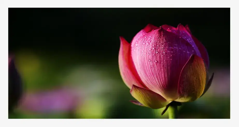 public domain picture